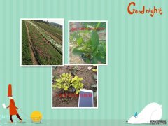 中国香草种植品种蔷薇花期花语图片