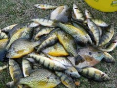 外来物种惊现！半小时钓二三十条鱼潜贵州河流会带来生态灾害吗