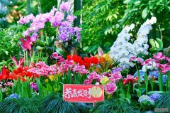 半价+送花！三八妇女节来武汉植物园赴春花之约
