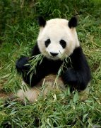 中国大熊猫的介绍